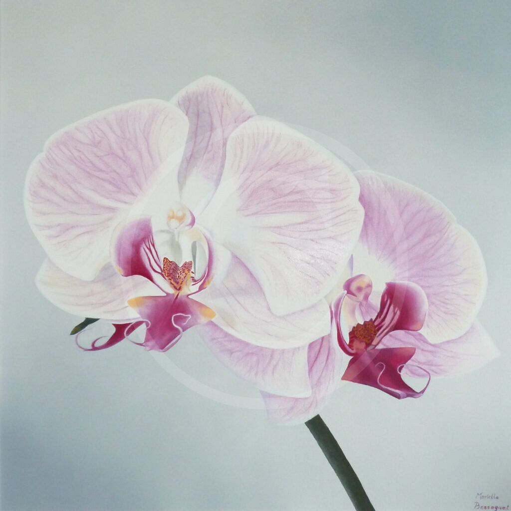 Orchidées